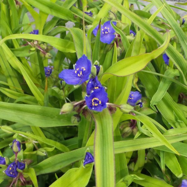 TRADESCANTIA CHARLOTTES WEB SPIDERWORT