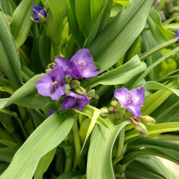 TRADESCANTIA CHARLOTTES WEB SPIDERWORT