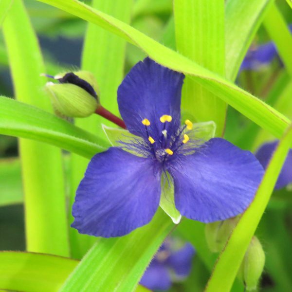 TRADESCANTIA CHARLOTTES WEB SPIDERWORT