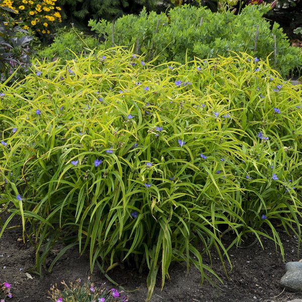 TRADESCANTIA CHARLOTTES WEB SPIDERWORT