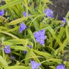 TRADESCANTIA CHARLOTTES WEB SPIDERWORT