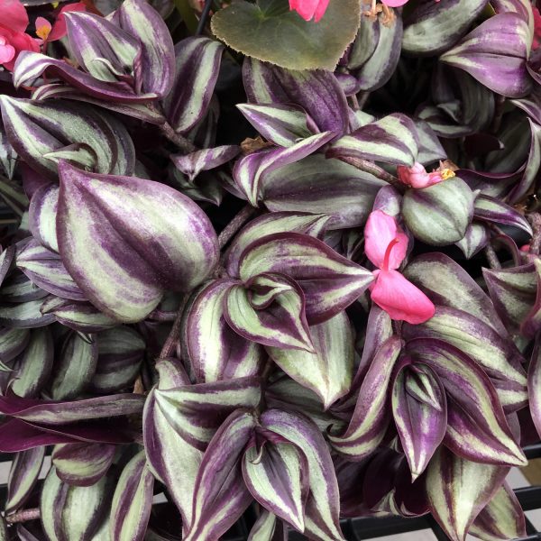 what makes a wandering jew purple