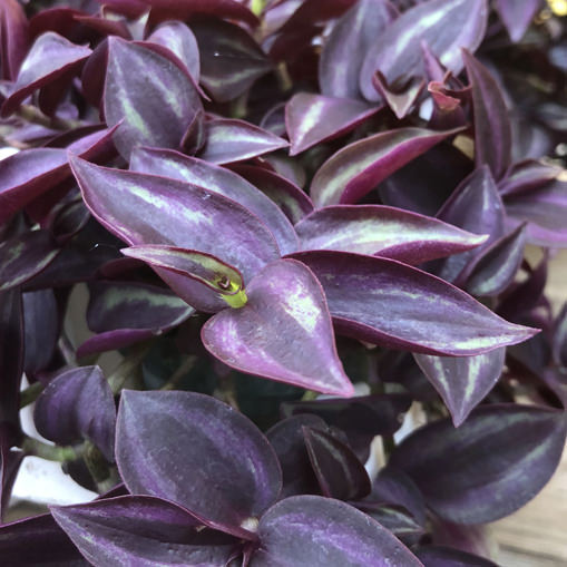 wandering jew with purple