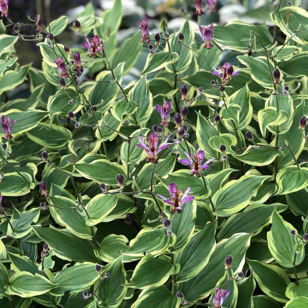 TRICYRTIS AUTUMN GLOW TOAD LILY