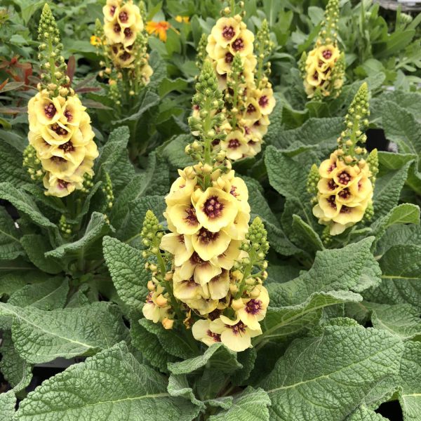 VERBASCUM DARK EYES MULLEIN