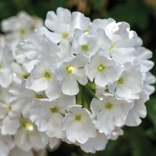 VERBENA LANAI WHITE VERBENA