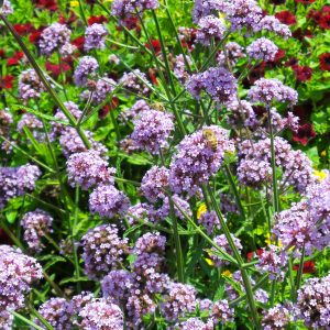 Purple Flowers Fade Set- Purple Heart, Blossom, Verbena - three 100g s