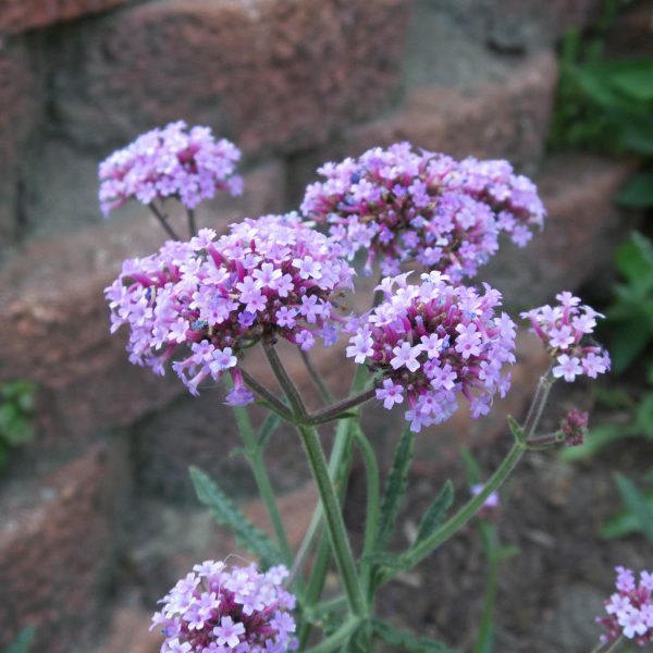 VERBENA METEOR SHOWER VERBENA