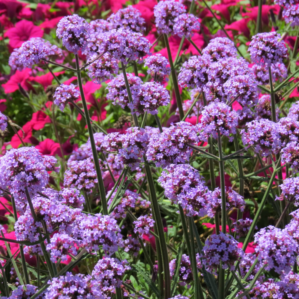METEOR SHOWER® Verbena Order Online
