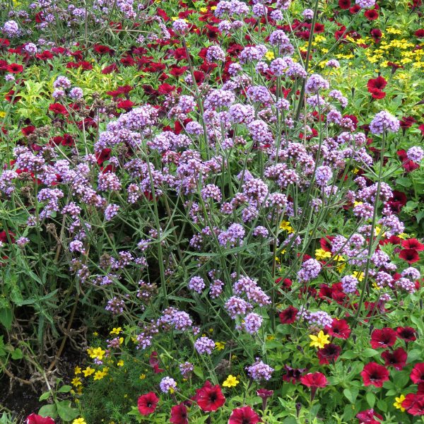 VERBENA METEOR SHOWER VERBENA