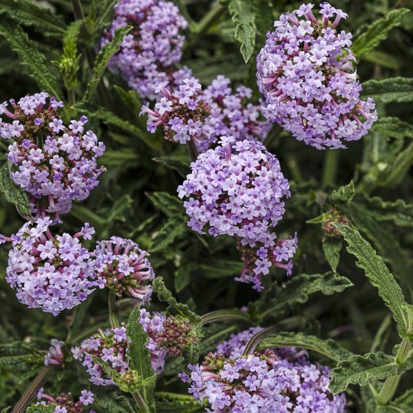 VERBENA METEOR SHOWER VERBENA