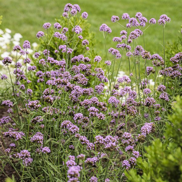 VERBENA METEOR SHOWER VERBENA