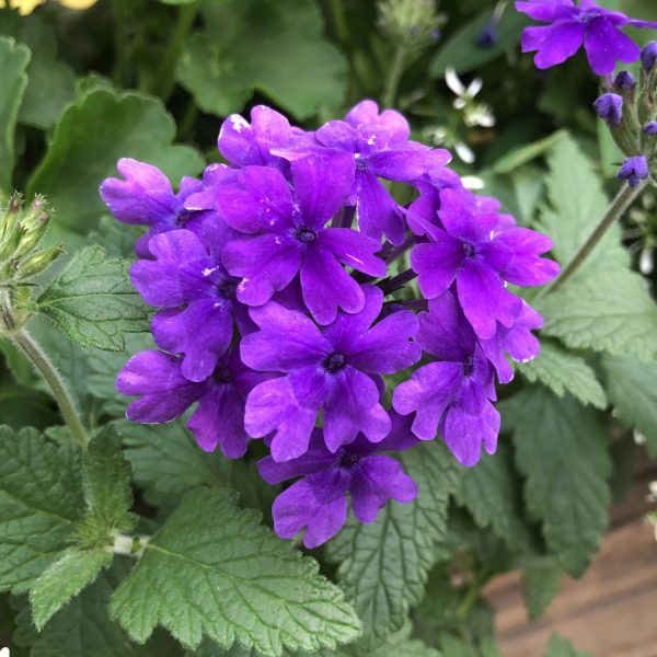 VERBENA SUPERBENA DARK BLUE VERBENA