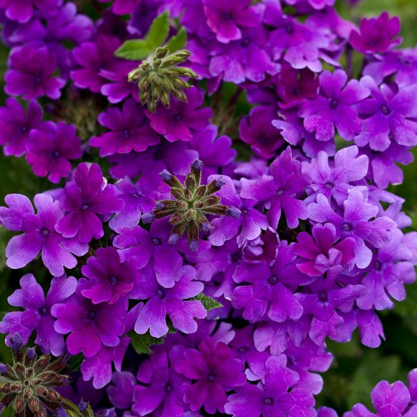 VERBENA SUPERBENA DARK BLUE VERBENA