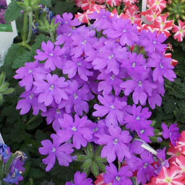 VERBENA SUPERBENA LARGE LILAC BLUE VERBENA