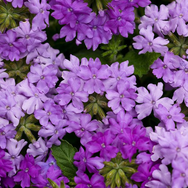 VERBENA SUPERBENA LARGE LILAC BLUE VERBENA