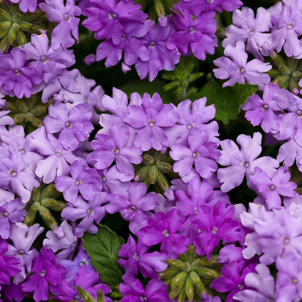 VERBENA SUPERBENA LARGE LILAC BLUE VERBENA