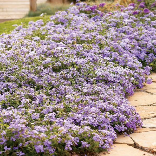 VERBENA SUPERBENA LARGE LILAC BLUE VERBENA