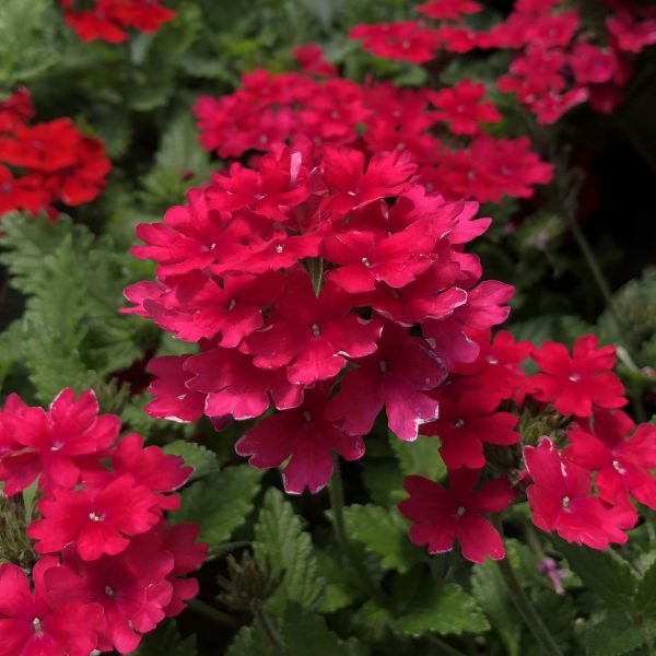 VERBENA SUPERBENA RASPBERRY VERBENA