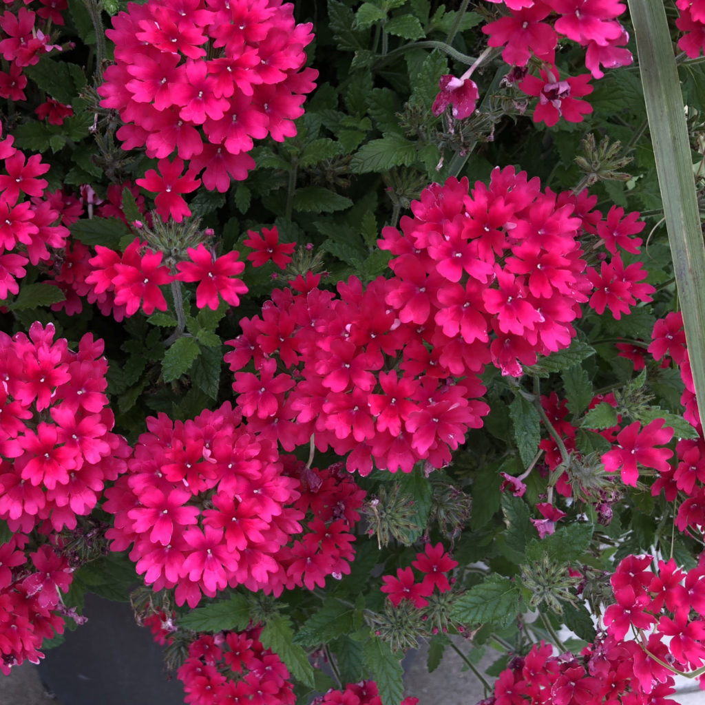SUPERBENA® 'Raspberry' Verbena Garden Crossings