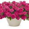 VERBENA SUPERBENA RASPBERRY VERBENA