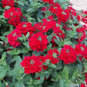 VERBENA SUPERBENA RED VERBENA