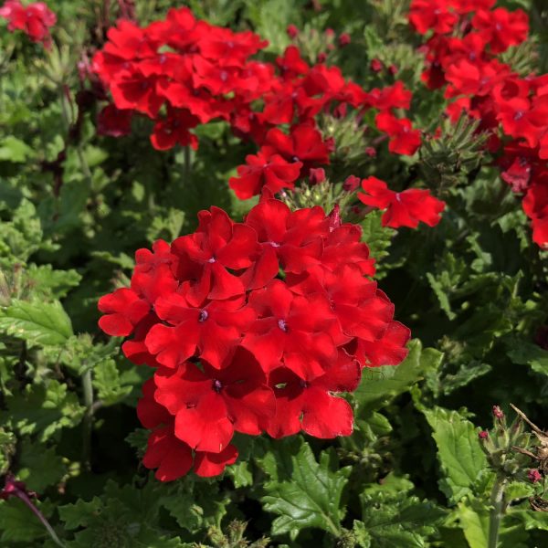 VERBENA SUPERBENA RED VERBENA