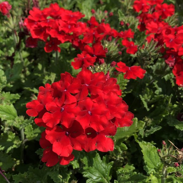 VERBENA SUPERBENA RED VERBENA