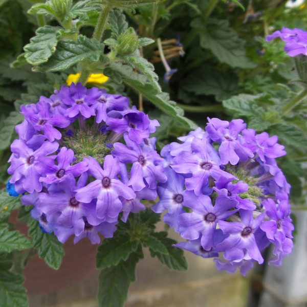 VERBENA SUPERBENA ROYALE CHAMBRAY VERBENA