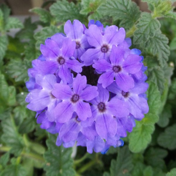 VERBENA SUPERBENA ROYALE CHAMBRAY VERBENA