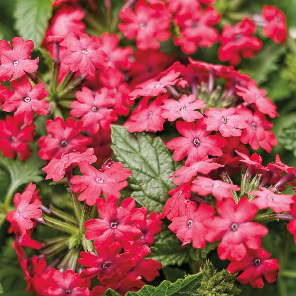 VERBENA SUPERBENA ROYALE ICED CHERRY VERBENA