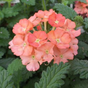 VERBENA SUPERBENA ROYALE PEACHY KEEN VERBENA