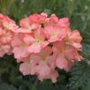 VERBENA SUPERBENA ROYALE PEACHY KEEN VERBENA