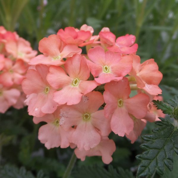 VERBENA SUPERBENA ROYALE PEACHY KEEN VERBENA