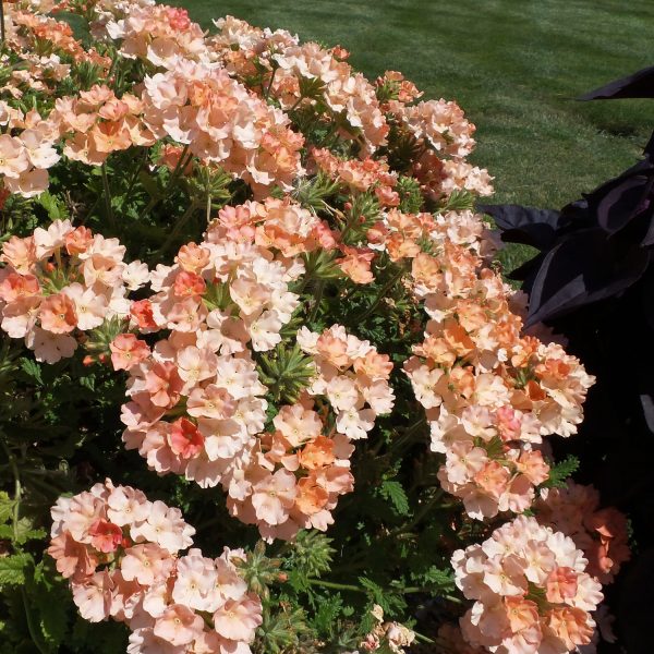 VERBENA SUPERBENA ROYALE PEACHY KEEN VERBENA