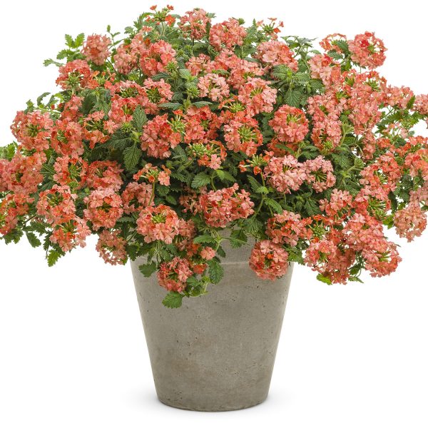 VERBENA SUPERBENA ROYALE PEACHY KEEN VERBENA