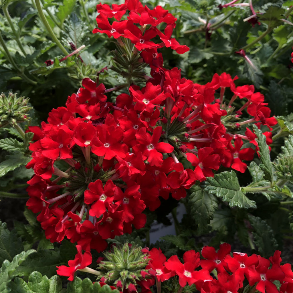 VERBENA SUPERBENA ROYALE RED VERBENA
