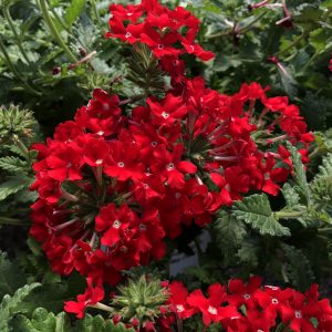 VERBENA SUPERBENA ROYALE RED VERBENA