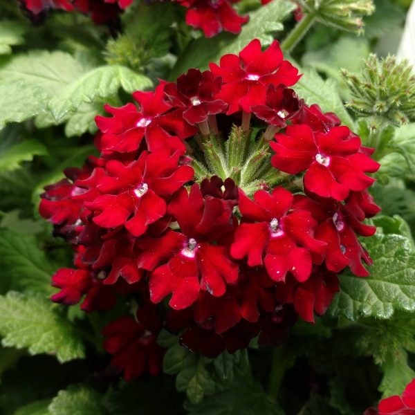 Verbena SUPERBENA Royale Romance - Buy Verbena Annuals Online