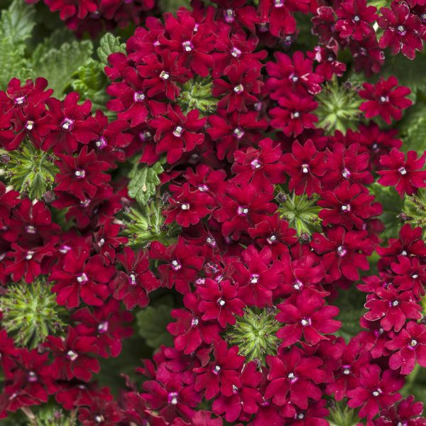 VERBENA SUPERBENA ROYALE ROMANCE VERBENA