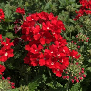 VERBENA SUPERBENA SCARLET STAR VERBENA