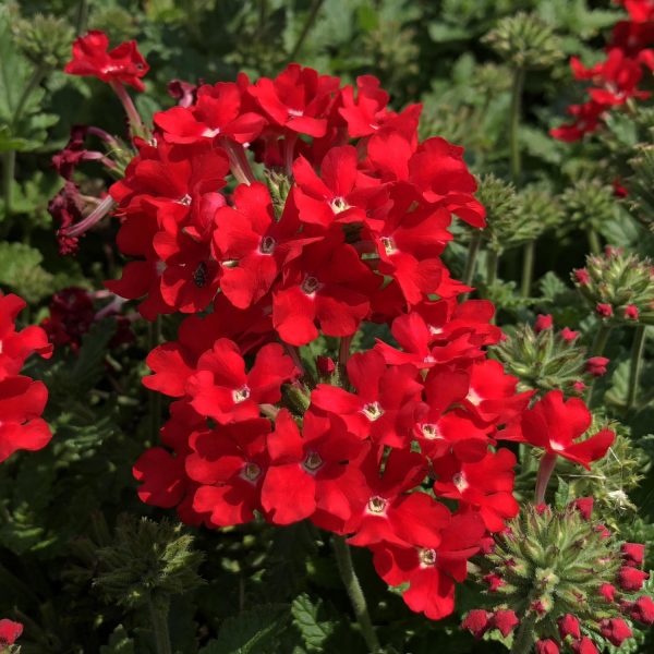 VERBENA SUPERBENA SCARLET STAR VERBENA