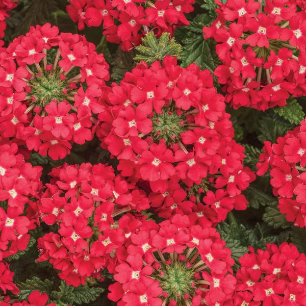 VERBENA SUPERBENA SCARLET STAR VERBENA