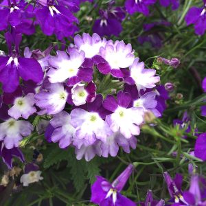 VERBENA SUPERBENA SPARKLING AMETHYST VERBENA