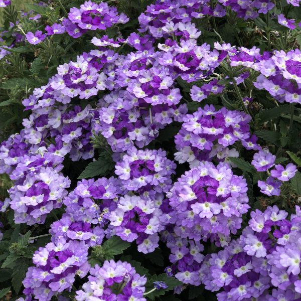 VERBENA SUPERBENA SPARKLING AMETHYST VERBENA