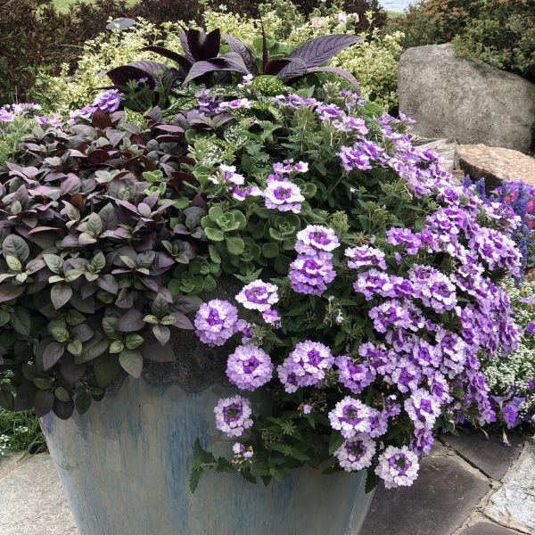 VERBENA SUPERBENA SPARKLING AMETHYST VERBENA