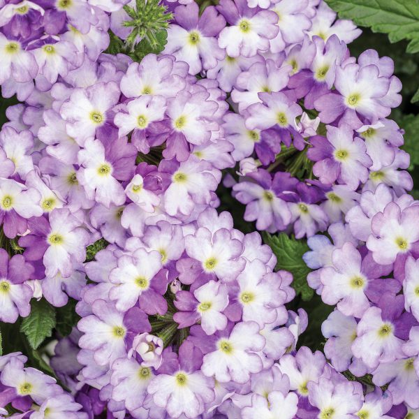 VERBENA SUPERBENA SPARKLING AMETHYST VERBENA