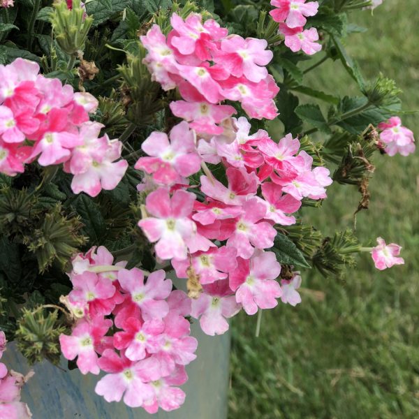 VERBENA SUPERBENA SPARKLING ROSE VERBENA