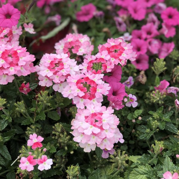 VERBENA SUPERBENA SPARKLING ROSE VERBENA