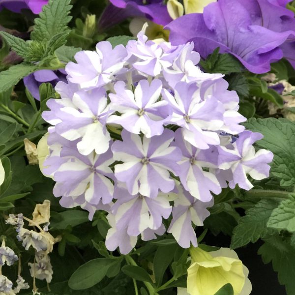 VERBENA SUPERBENA STORMBURST VERBENA